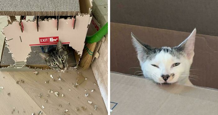 40 Moments That Made Cats Realize They Can Shred Everything Around Them And Still Be Good Kitties