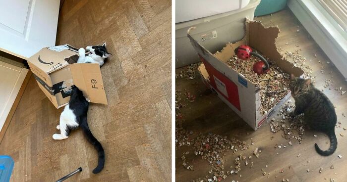 40 Moments That Made Cats Realize They Can Shred Everything Around Them And Still Be Good Kitties