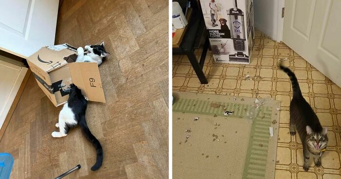 40 Moments That Made Cats Realize They Can Shred Everything Around Them And Still Be Good Kitties