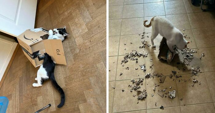 40 Moments That Made Cats Realize They Can Shred Everything Around Them And Still Be Good Kitties