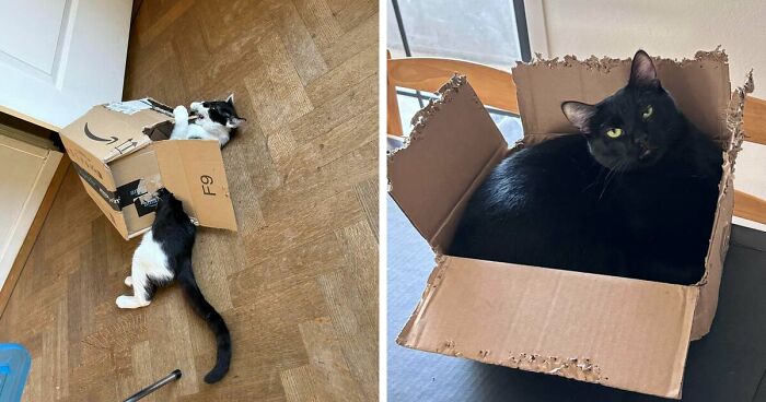 40 Moments That Made Cats Realize They Can Shred Everything Around Them And Still Be Good Kitties