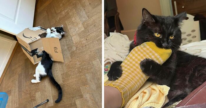 40 Moments That Made Cats Realize They Can Shred Everything Around Them And Still Be Good Kitties
