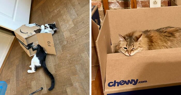 40 Moments That Made Cats Realize They Can Shred Everything Around Them And Still Be Good Kitties