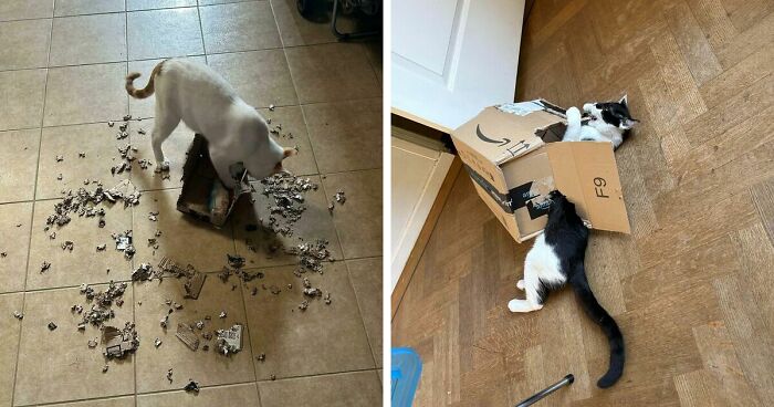 40 Moments That Made Cats Realize They Can Shred Everything Around Them And Still Be Good Kitties
