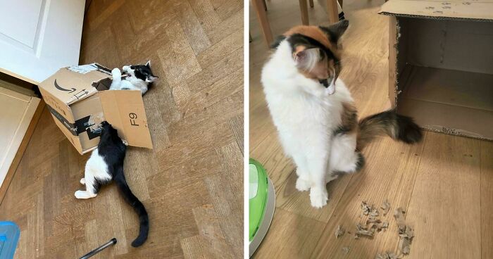 40 Moments That Made Cats Realize They Can Shred Everything Around Them And Still Be Good Kitties