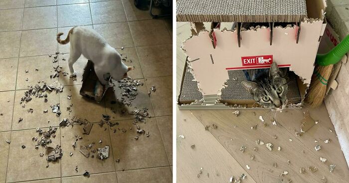 40 Moments That Made Cats Realize They Can Shred Everything Around Them And Still Be Good Kitties