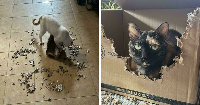 40 Moments That Made Cats Realize They Can Shred Everything Around Them And Still Be Good Kitties