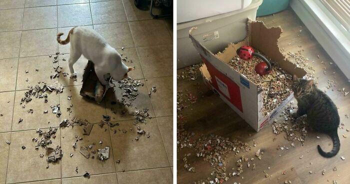 40 Moments That Made Cats Realize They Can Shred Everything Around Them And Still Be Good Kitties
