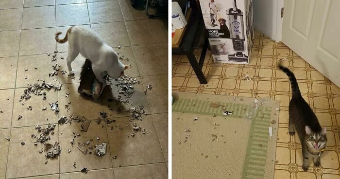 40 Moments That Made Cats Realize They Can Shred Everything Around Them And Still Be Good Kitties