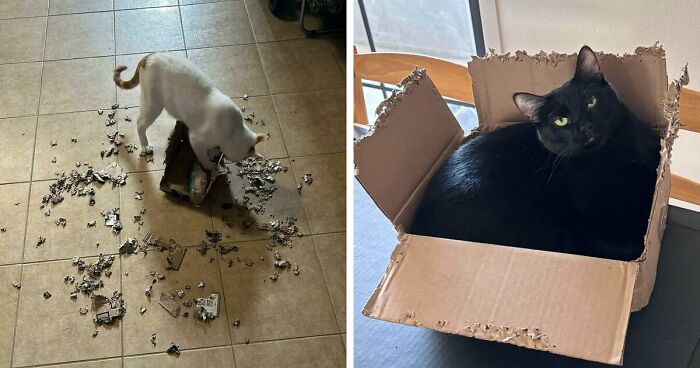 40 Moments That Made Cats Realize They Can Shred Everything Around Them And Still Be Good Kitties