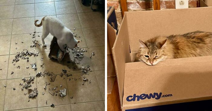 40 Moments That Made Cats Realize They Can Shred Everything Around Them And Still Be Good Kitties
