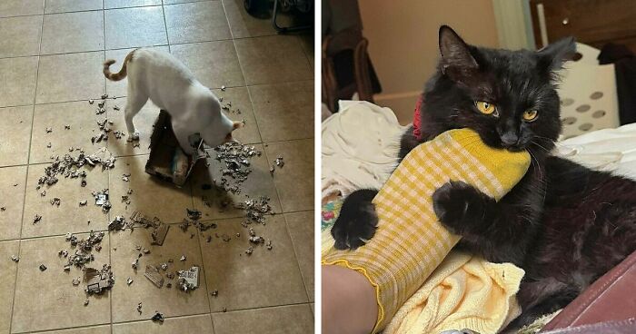 40 Moments That Made Cats Realize They Can Shred Everything Around Them And Still Be Good Kitties