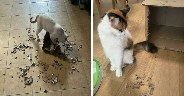 40 Moments That Made Cats Realize They Can Shred Everything Around Them And Still Be Good Kitties