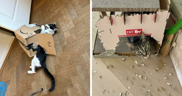 40 Moments That Made Cats Realize They Can Shred Everything Around Them And Still Be Good Kitties