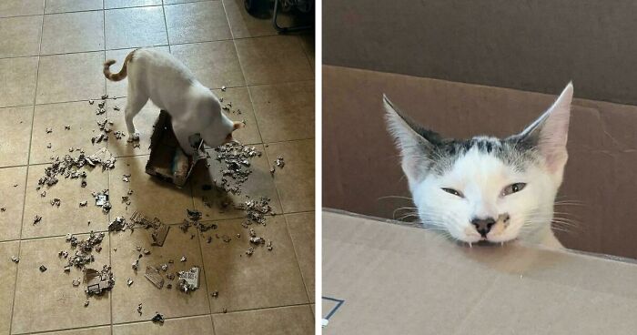 40 Moments That Made Cats Realize They Can Shred Everything Around Them And Still Be Good Kitties