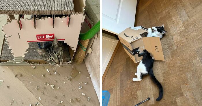 40 Moments That Made Cats Realize They Can Shred Everything Around Them And Still Be Good Kitties