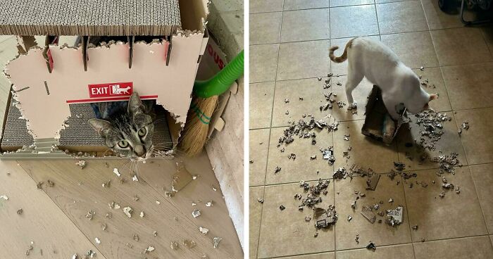 40 Moments That Made Cats Realize They Can Shred Everything Around Them And Still Be Good Kitties