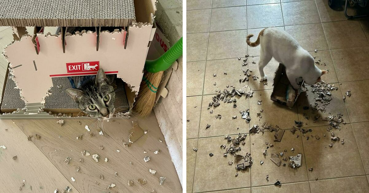 40 Funny Pics Of Cats Being Themselves And Showing Off Their Shredded Masterpieces