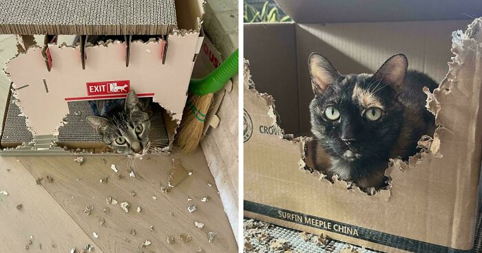 40 Moments That Made Cats Realize They Can Shred Everything Around Them And Still Be Good Kitties