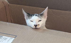 40 Moments That Made Cats Realize They Can Shred Everything Around Them And Still Be Good Kitties