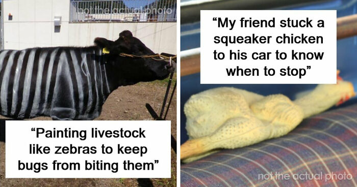 37 Times People Proved That “If It Works, It Ain’t Stupid” With These 37 Silly Solutions To Real Problems