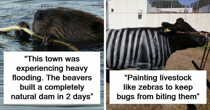 37 Times People Proved That “If It Works, It Ain’t Stupid” With These 37 Silly Solutions To Real Problems