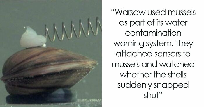 37 Times People Proved That “If It Works, It Ain’t Stupid” With These 37 Silly Solutions To Real Problems