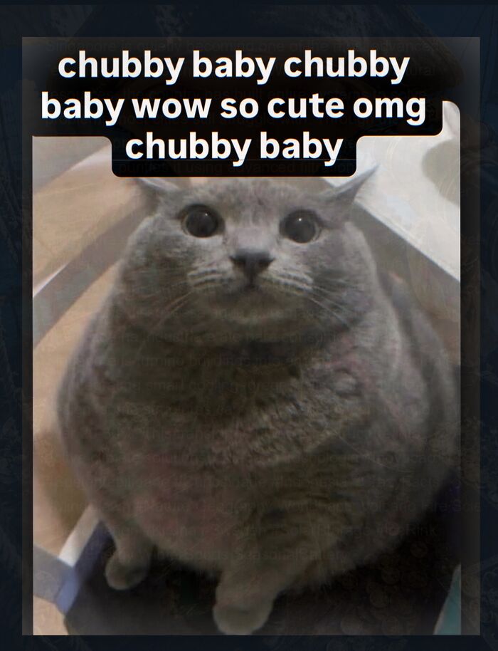 Funny meme of a chubby gray cat with text about chubby baby