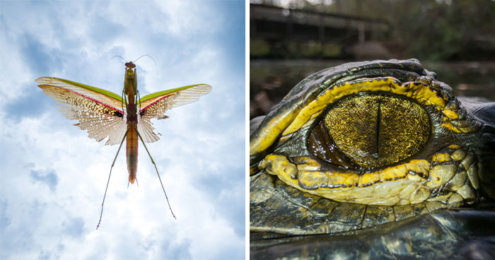 This Photographer’s 27 Wildlife Photos Taken With A Smartphone Almost Look Too Detailed To Be Real