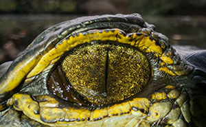 This Photographer Captures Incredibly Detailed Shots Of Swamp Wildlife With A Phone Camera (27 Pics)