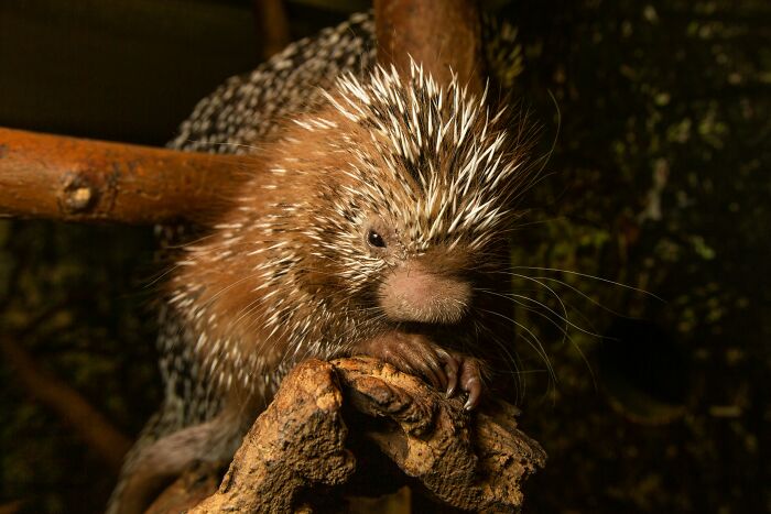 A porcupine perched on a branch, showcasing a cool and interesting animal fact.