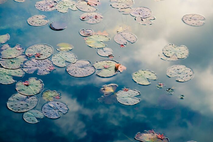 Water lilies float on a reflective pond, an unusual sight, mirroring the sky above.