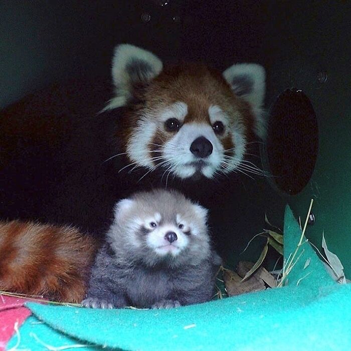 30 Heartwarming Photos Of Animal Moms And Their Babies Shared By Zooborns That Will Melt Your Heart
