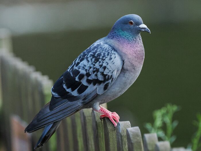 A pigeon stands on a wooden fence, displaying its iridescent neck feathers and blue-grey plumage. Discover weirdly hard to forget facts.