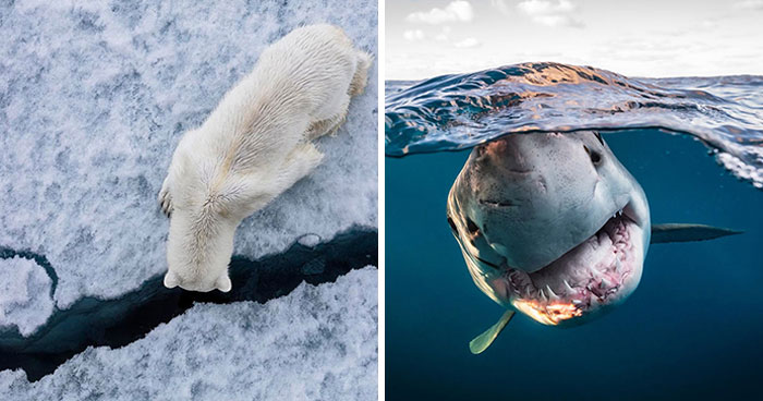 45 Stunning Wildlife Photos From ‘Sea Legacy’ That Show Life Above And Below The Ocean Surface