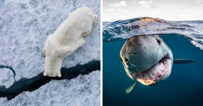 45 Stunning Wildlife Photos From ‘Sea Legacy’ That Show Life Above And Below The Ocean Surface