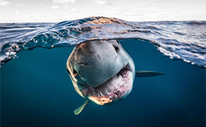 45 Incredible Wildlife Shots That Reveal The Real Life Of Animals Across The Planet