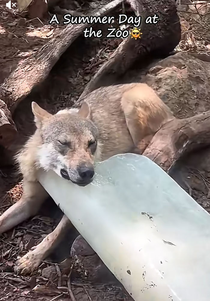 A wolf at the zoo cooling itself by lying next to a large block of ice during a heatwave.