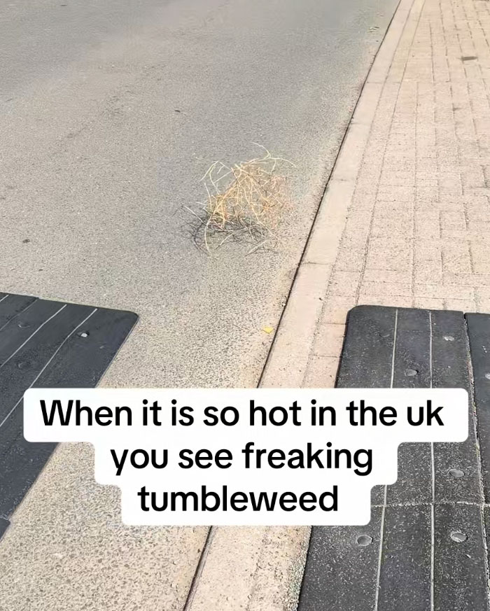 Tumbleweed on a street, indicating the extreme heatwave conditions in Europe.