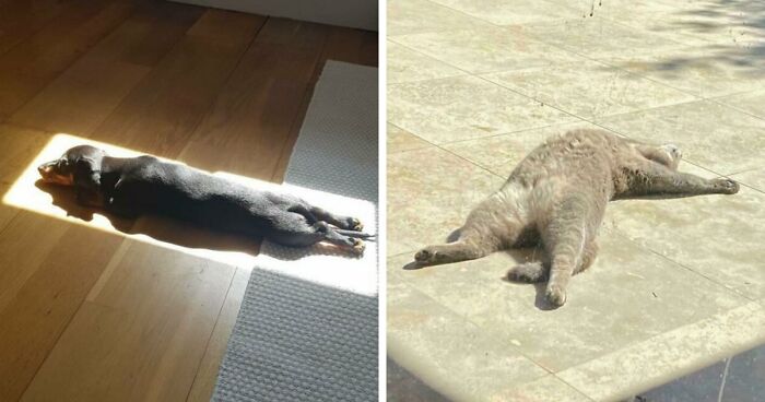 75 Incredibly Adorable Photos Of Animals Sunbathing That Might Heal Your Soul (New Pics)