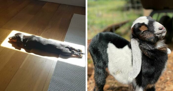 75 Incredibly Adorable Photos Of Animals Sunbathing That Might Heal Your Soul (New Pics)