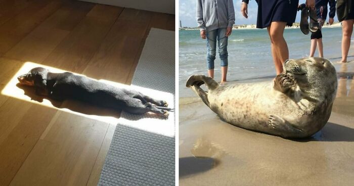 75 Incredibly Adorable Photos Of Animals Sunbathing That Might Heal Your Soul (New Pics)