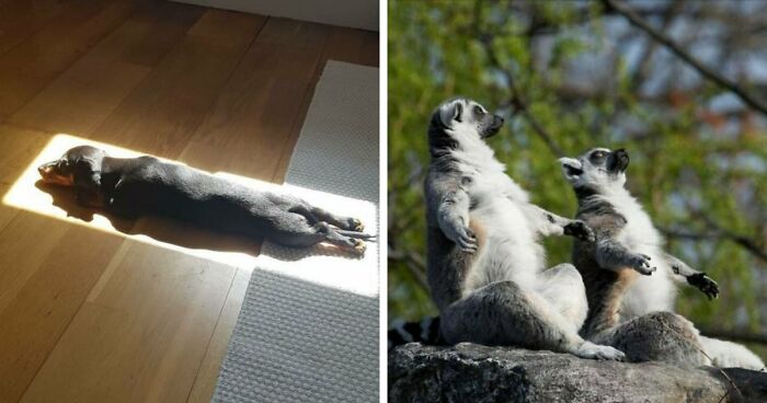 75 Incredibly Adorable Photos Of Animals Sunbathing That Might Heal Your Soul (New Pics)