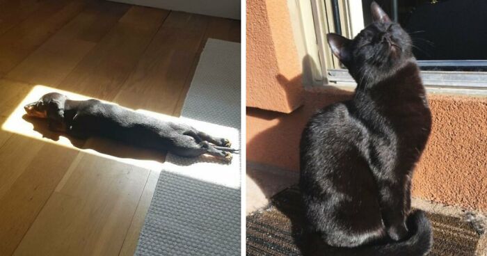 75 Incredibly Adorable Photos Of Animals Sunbathing That Might Heal Your Soul (New Pics)