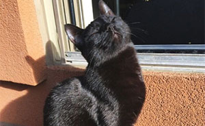 75 Incredibly Adorable Photos Of Animals Sunbathing That Might Heal Your Soul (New Pics)
