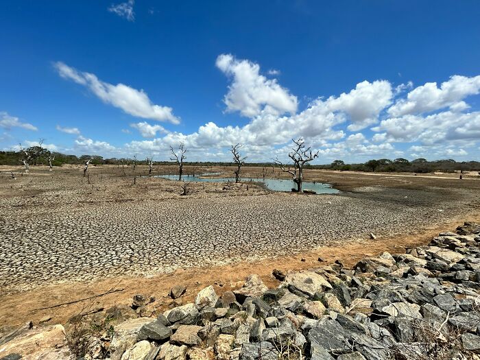 Cracked dry earth and d**d trees illustrating drought linked to AI-caused great depression