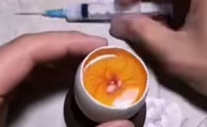 “Quite Horrifying”: Man Successfully Grows A Chicken In An Open Egg And Gets It On Video