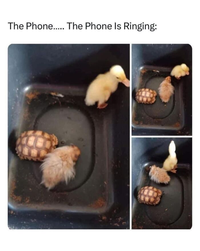 Cute duckling, hedgehog, and tortoise in a container with phone ringing caption