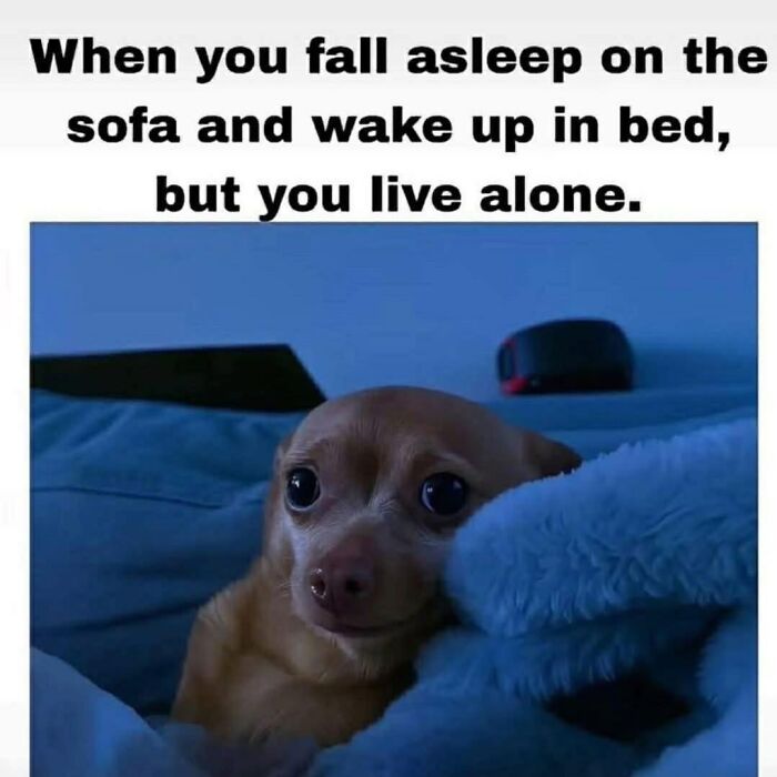 Dog looking surprised alone in bed meme random memes