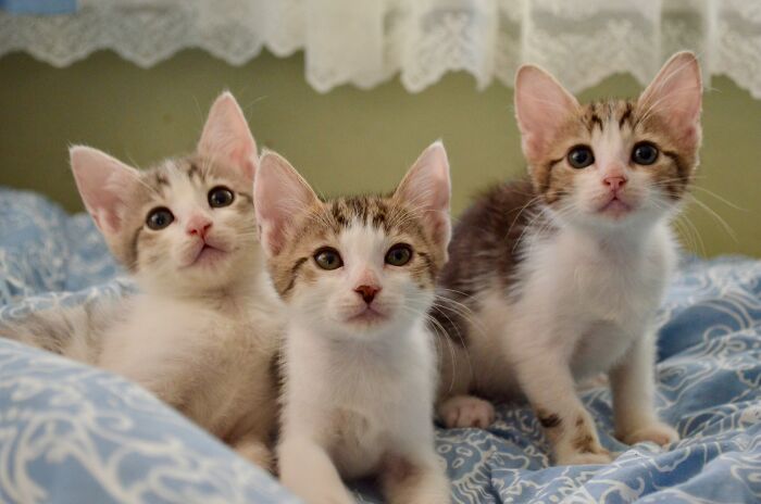 Three curious kittens sitting on bed unrelated to unsettling thing found about friend
